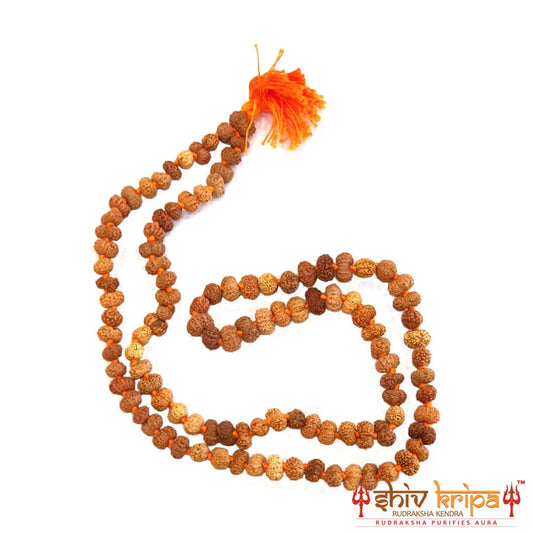 13 mukhi rudraksha mala, 108+1 beads