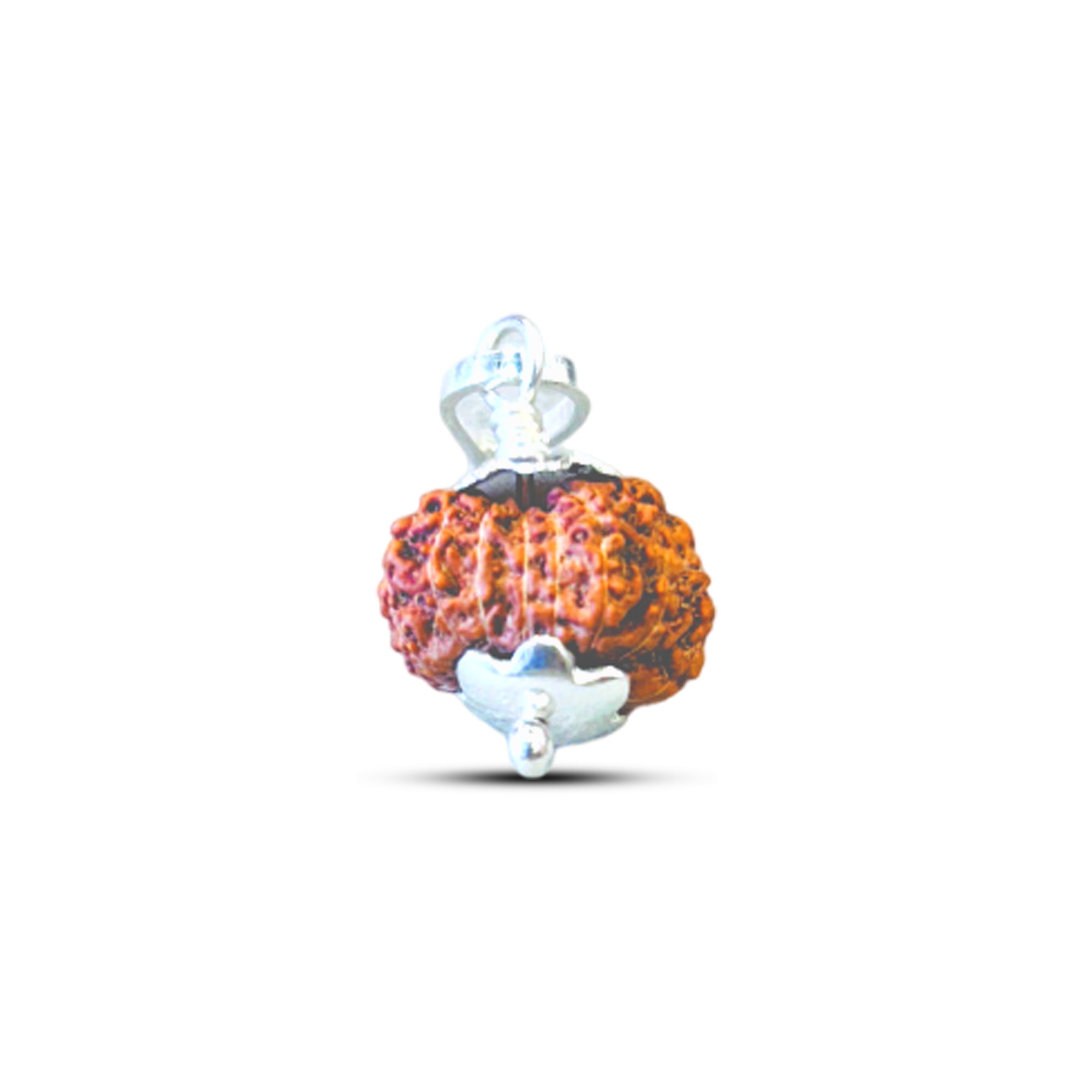 13 Mukhi Rudraksha (Indonesian)