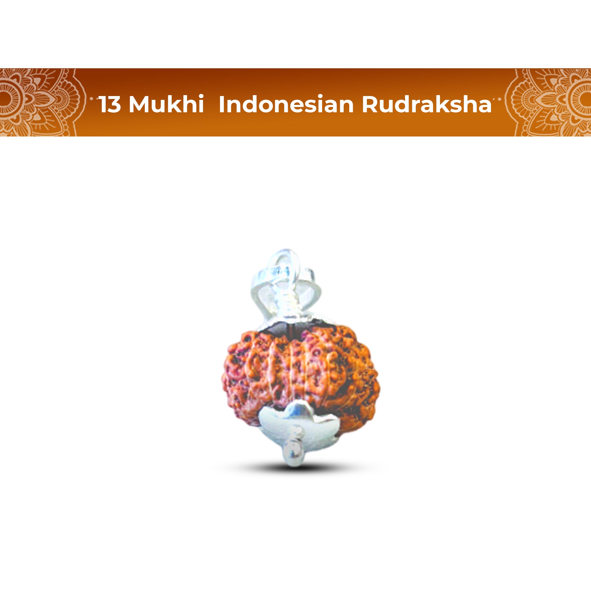 13 Mukhi Rudraksha (Indonesian)