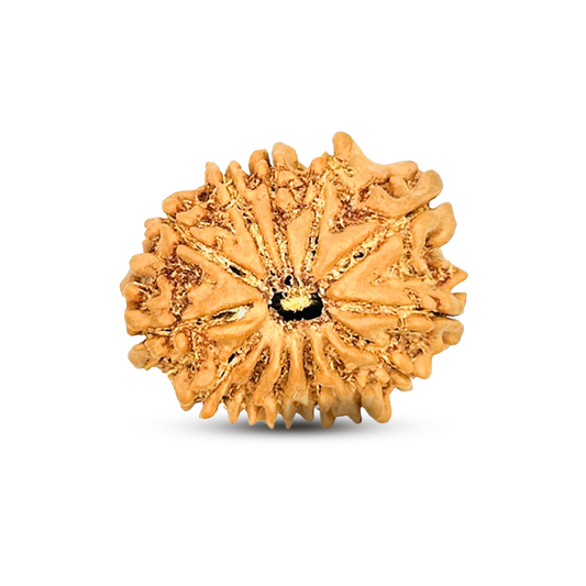 13 Mukhi Rudraksha (Nepali) - Regular