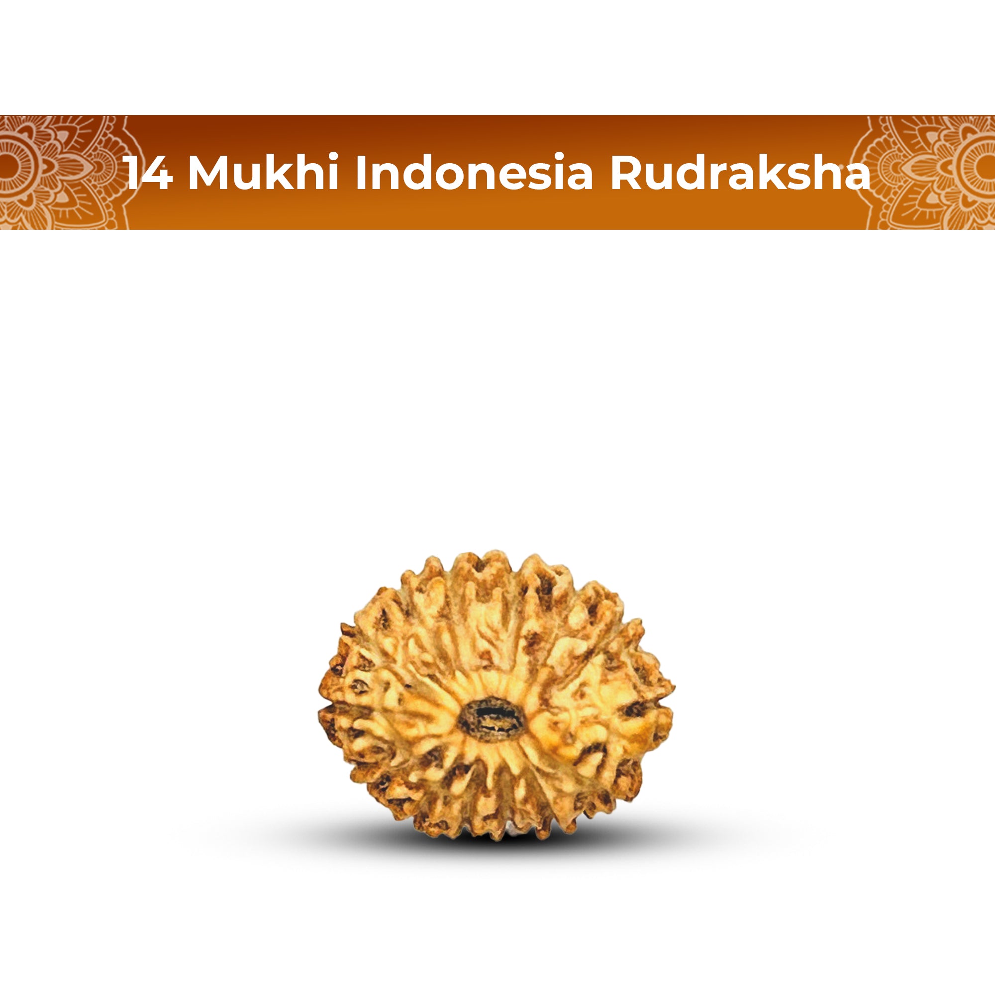 14 Mukhi Rudraksha (Indonesian)