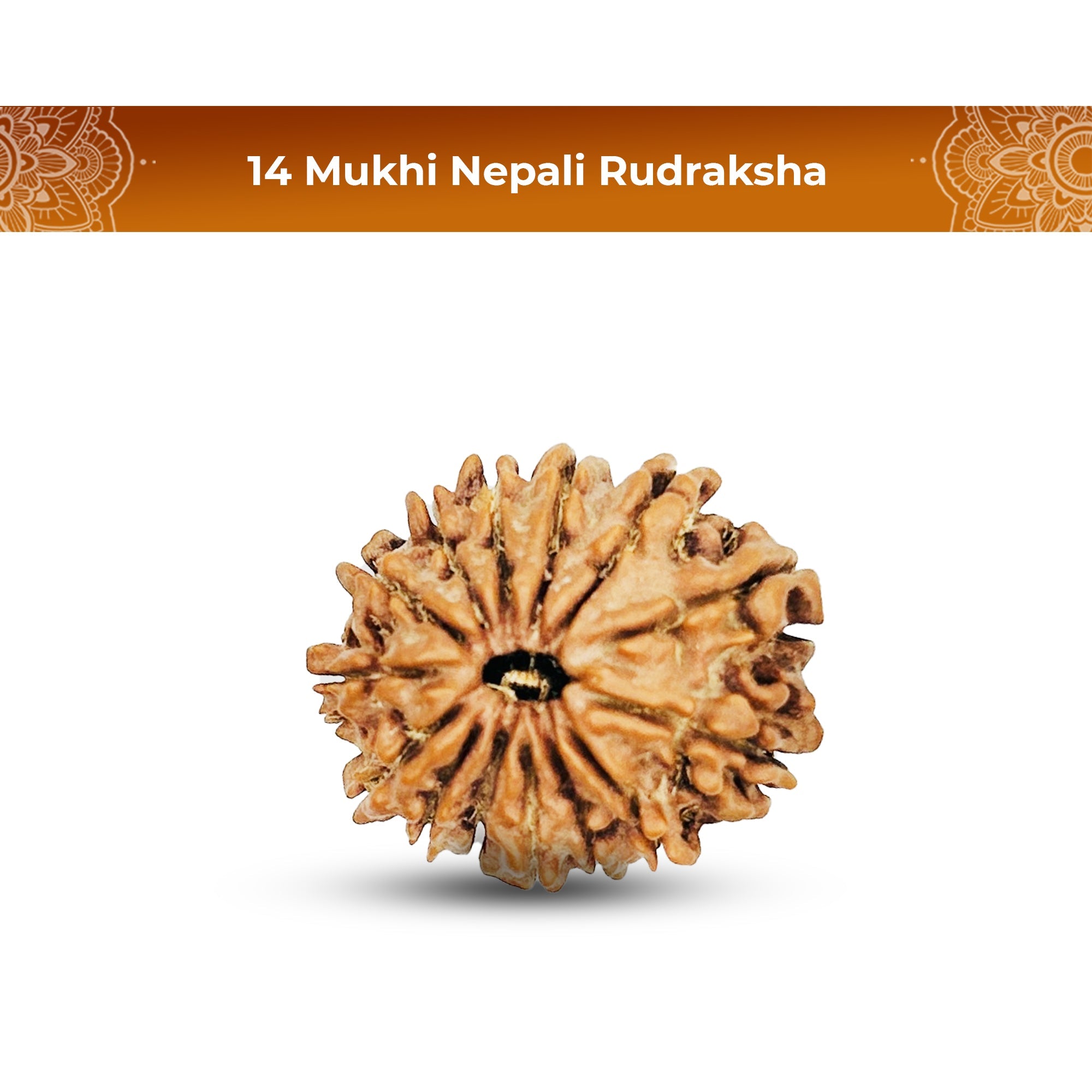 14 Mukhi Rudraksha (Nepali) - Medium