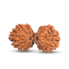 Natural 14 Mukhi Rudraksha (Nepali) - Gaurishankar