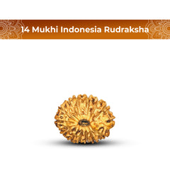 14 Mukhi Rudraksha (Indonesian)