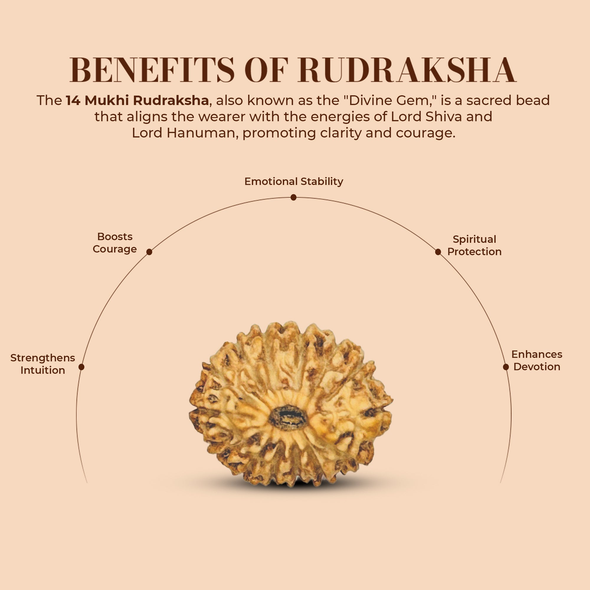 14 Mukhi Rudraksha (Indonesian)