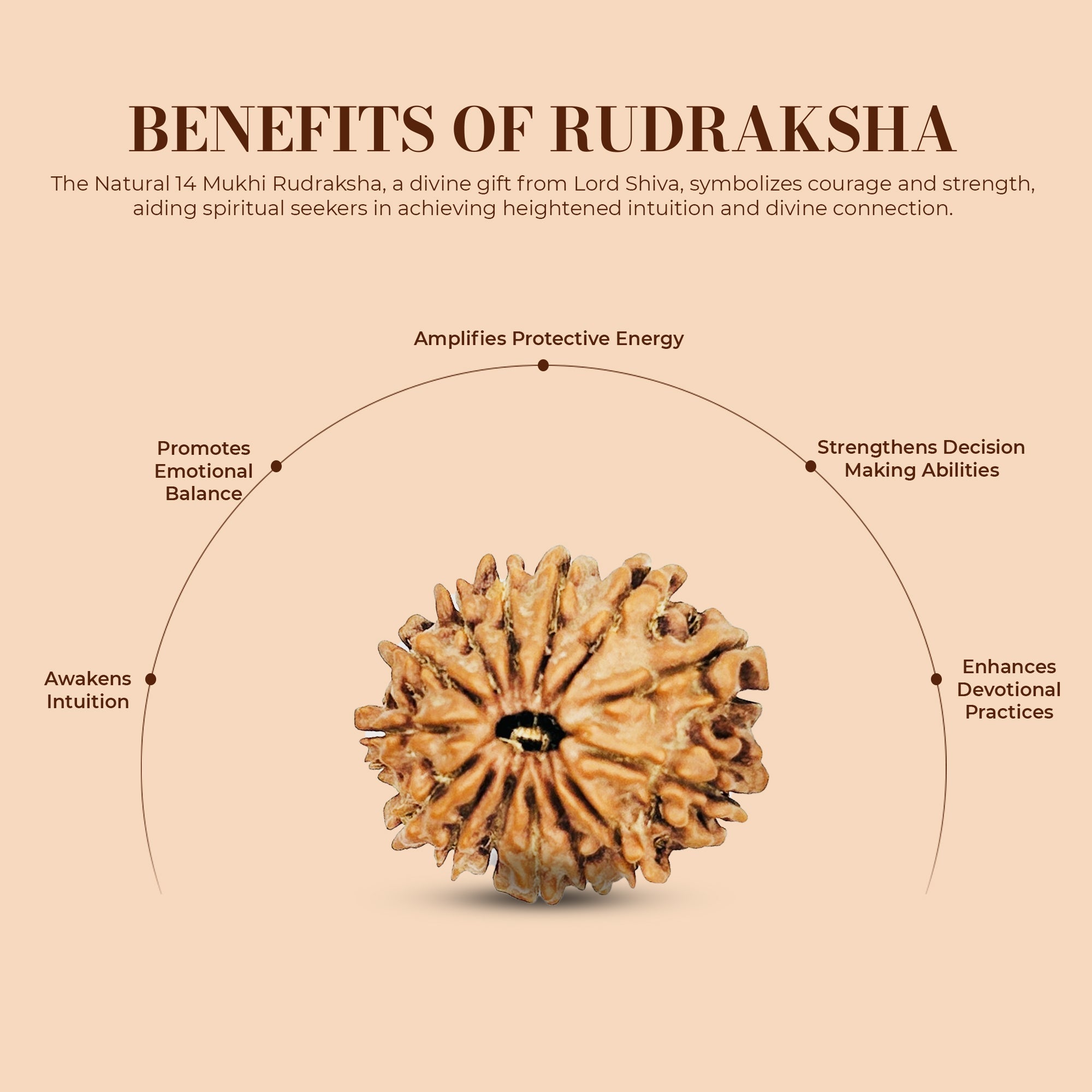 14 Mukhi Rudraksha (Nepali) - Collector