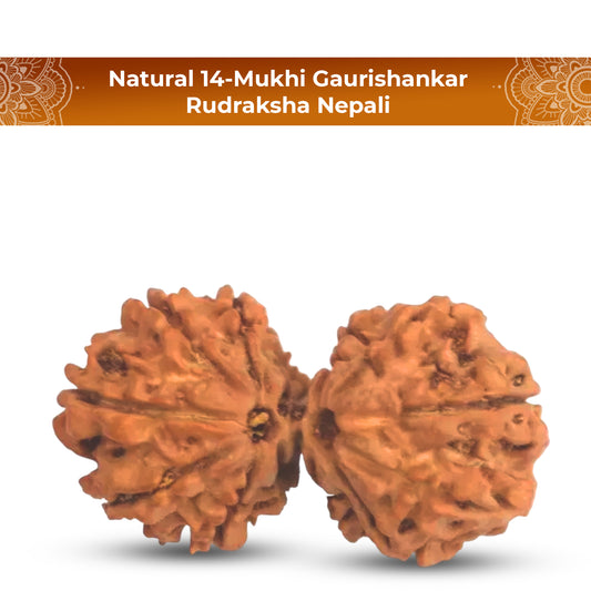 Natural 14 Mukhi Rudraksha (Nepali) - Gaurishankar