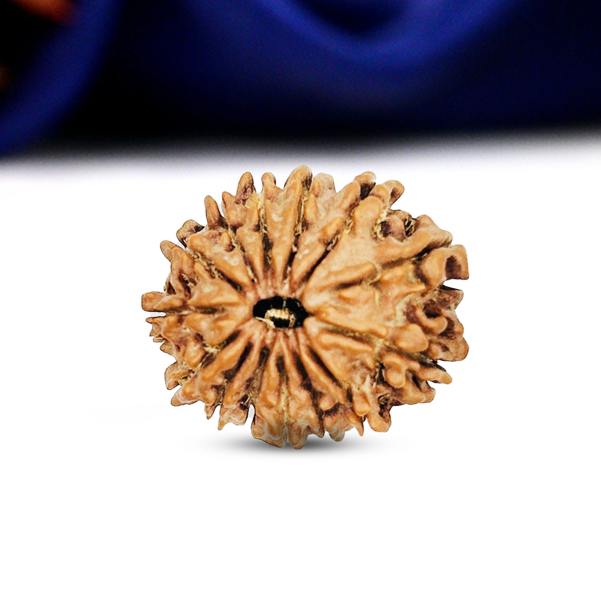 14 Mukhi Rudraksha (Nepali) - Medium