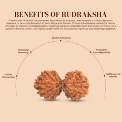 Natural 14 Mukhi Rudraksha (Nepali) - Gaurishankar