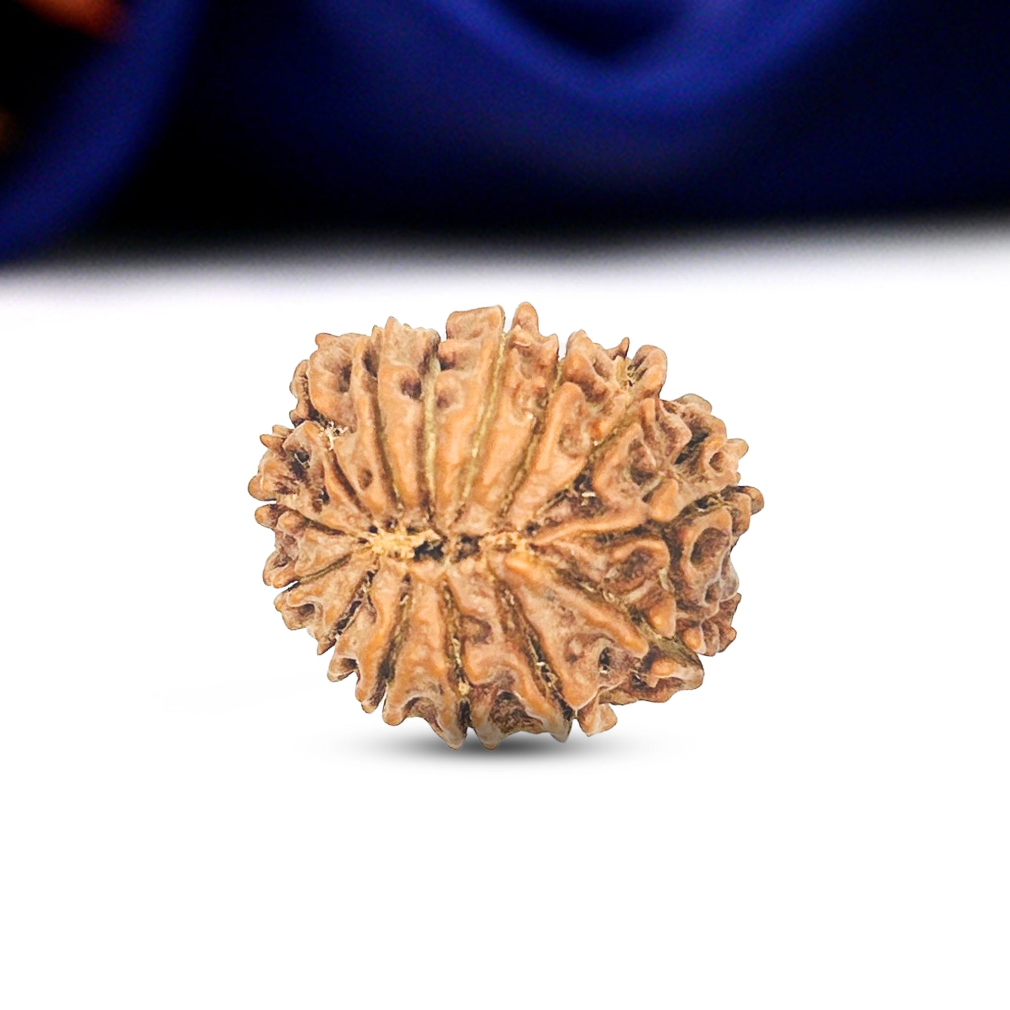 14 Mukhi Rudraksha (Nepali) - Collector