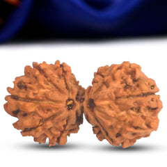 Natural 14 Mukhi Rudraksha (Nepali) - Gaurishankar