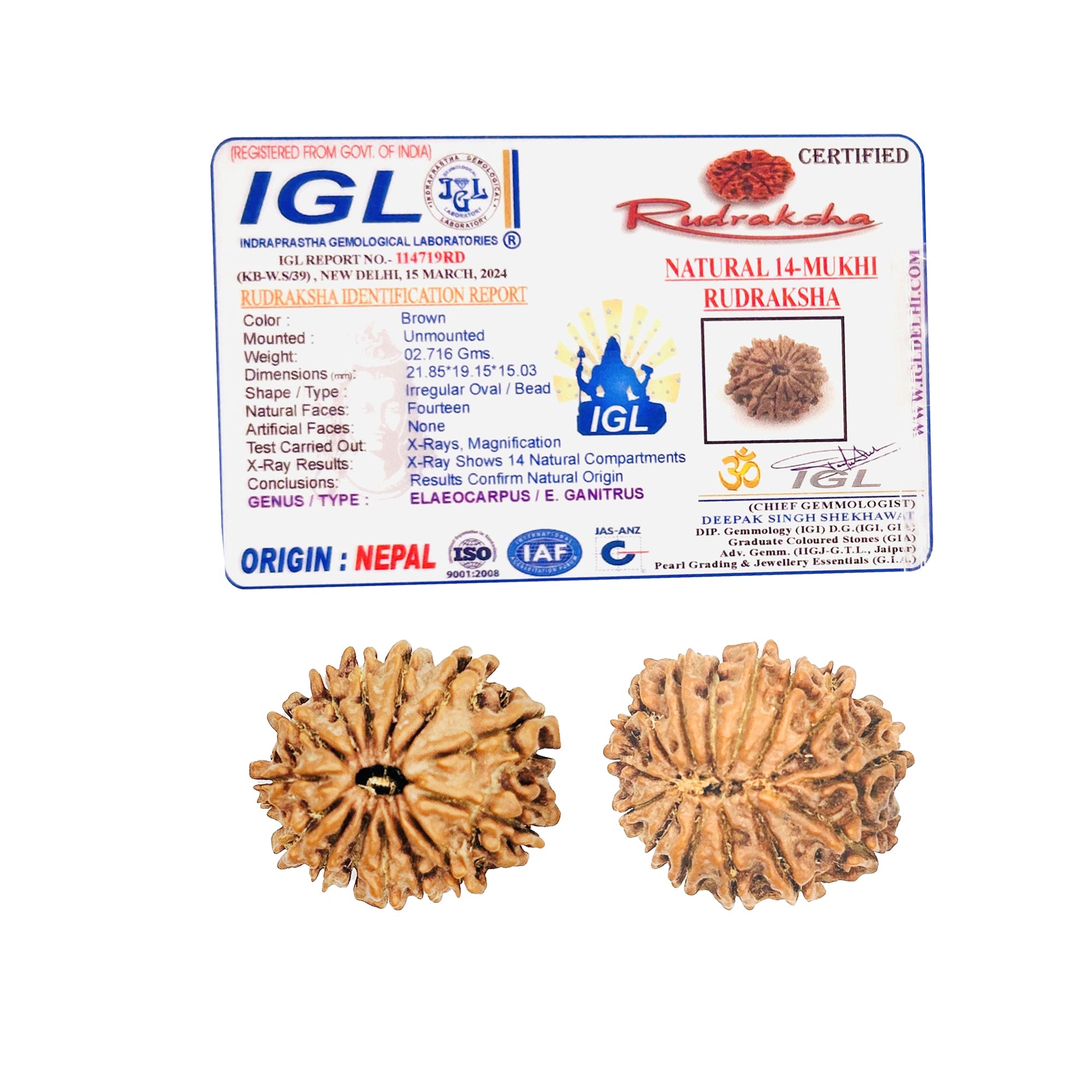 14 Mukhi Rudraksha (Nepali) - Super Collector