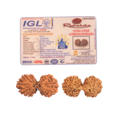 Natural 14 Mukhi Rudraksha (Nepali) - Gaurishankar