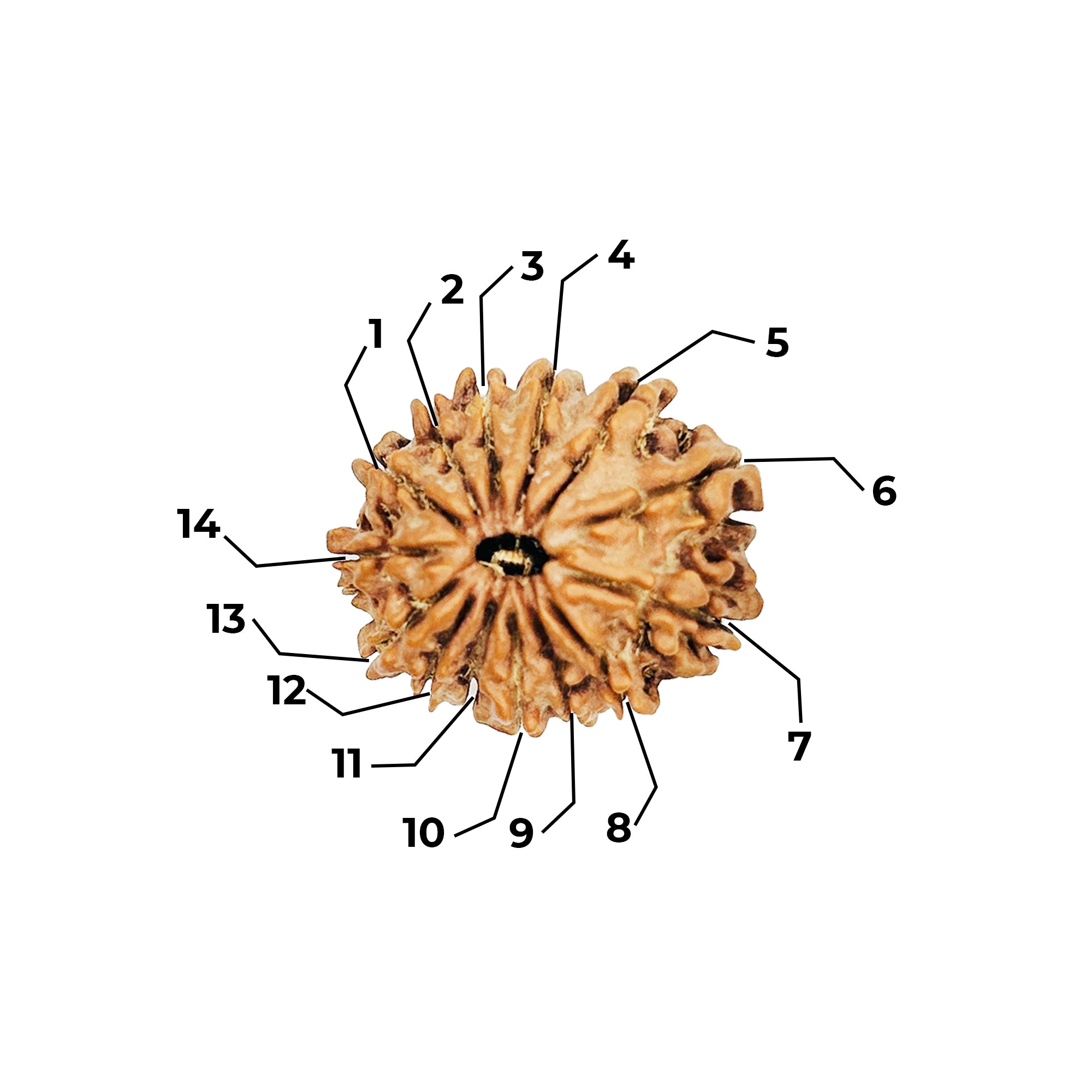 14 Mukhi Rudraksha (Nepali) - Regular