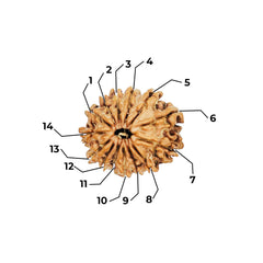 14 Mukhi Rudraksha (Nepali) - Medium