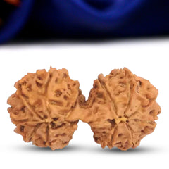 Natural 14 Mukhi Rudraksha (Nepali) - Gaurishankar