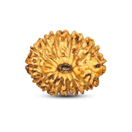 14 Mukhi Rudraksha (Indonesian)