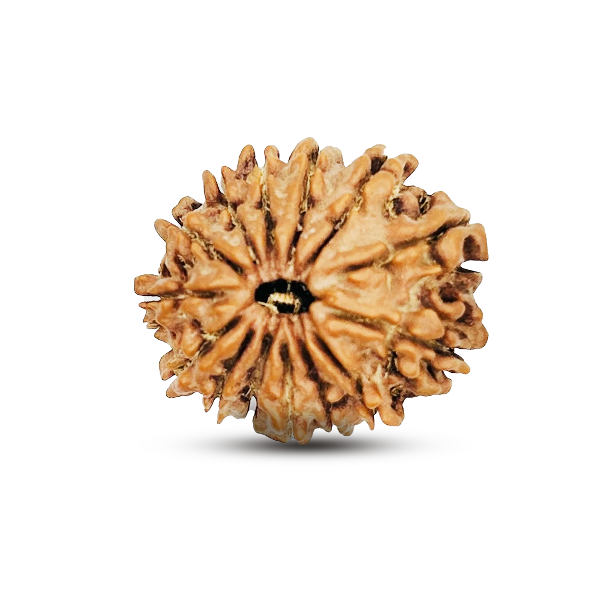 14 Mukhi Rudraksha (Nepali) - Medium