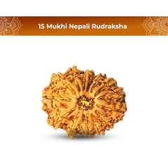 15 Mukhi Rudraksha (Nepali) - Regular