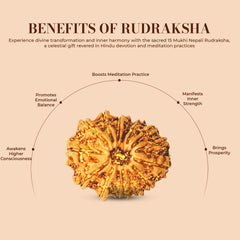 15 Mukhi Rudraksha (Nepali) - Regular