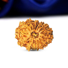 15 Mukhi Rudraksha (Nepali) - Regular