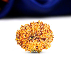 15 Mukhi Rudraksha (Nepali) - Regular