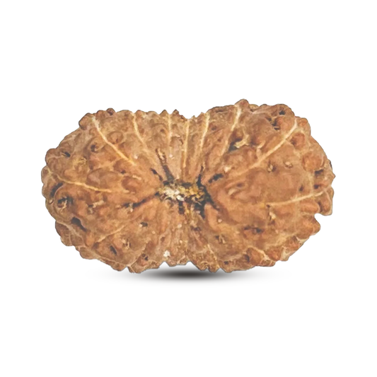 15 Mukhi Rudraksha (Indonesian)