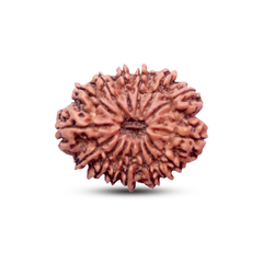 15 Mukhi Rudraksha (Nepali) - Regular