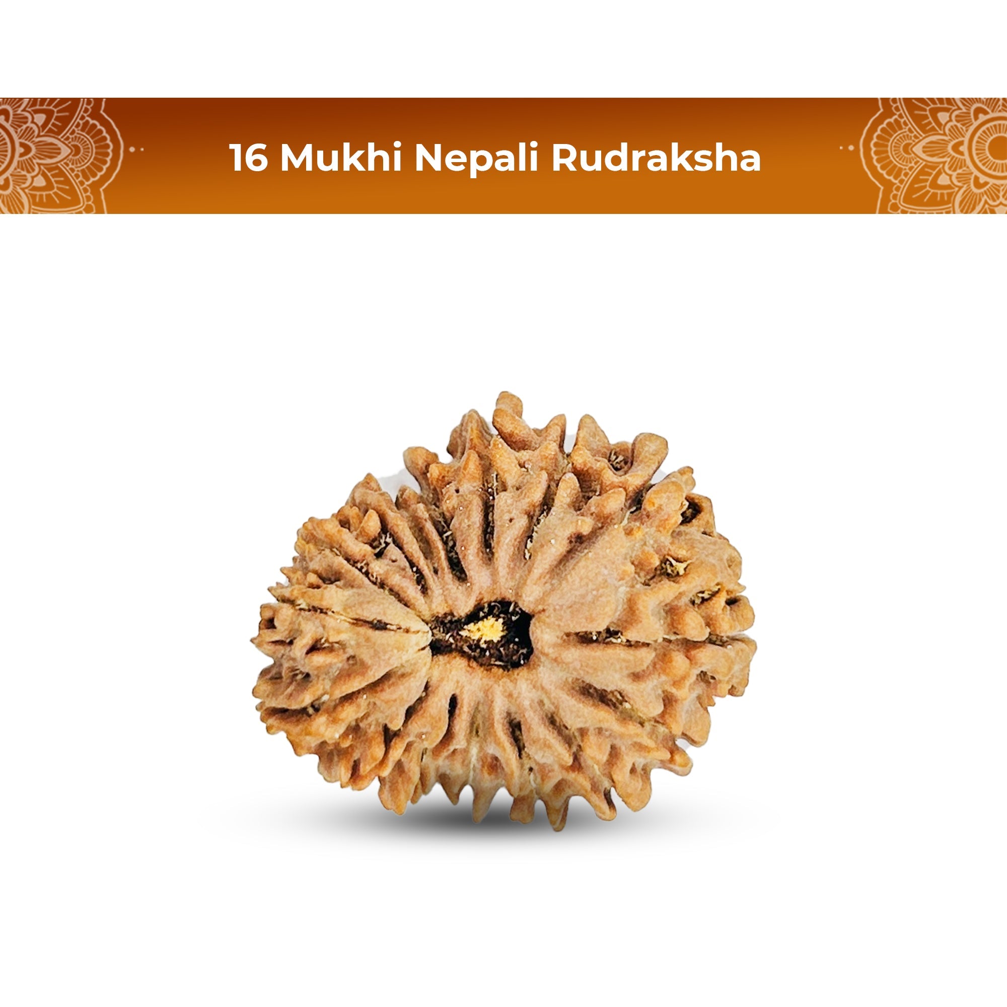 16 Mukhi Rudraksha (Nepali) - Medium