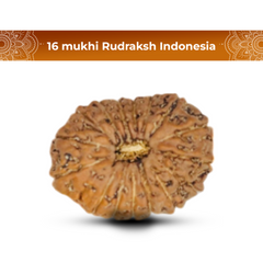 16 Mukhi Rudraksha (Indonesian)