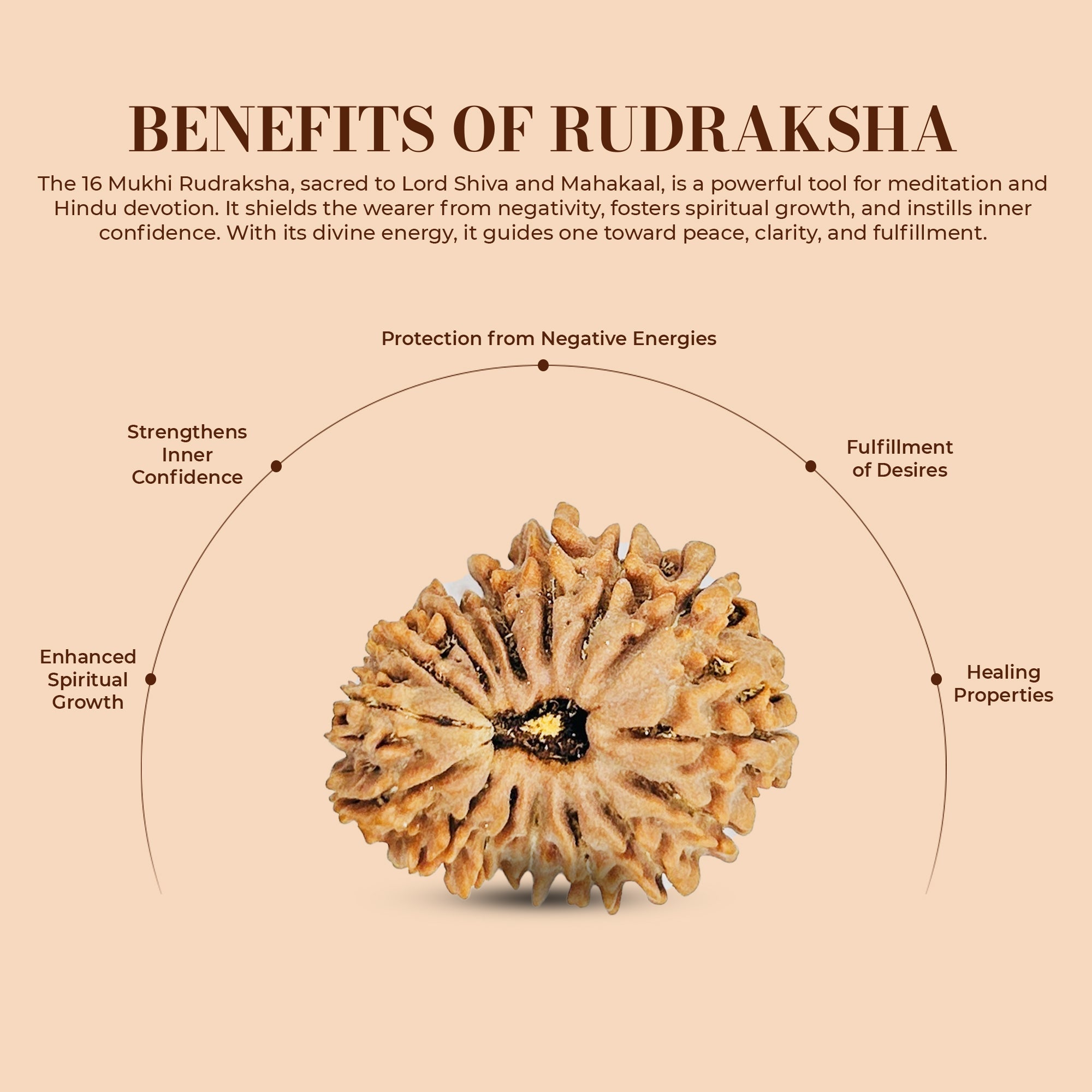 16 Mukhi Rudraksha (Nepali) - Medium