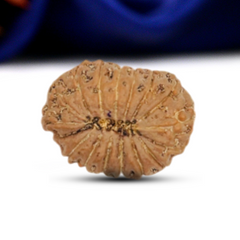 16 Mukhi Rudraksha (Indonesian)