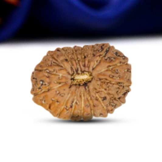 16 Mukhi Rudraksha (Indonesian)