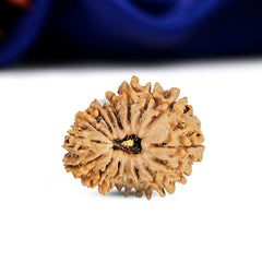 16 Mukhi Rudraksha (Nepali) - Regular