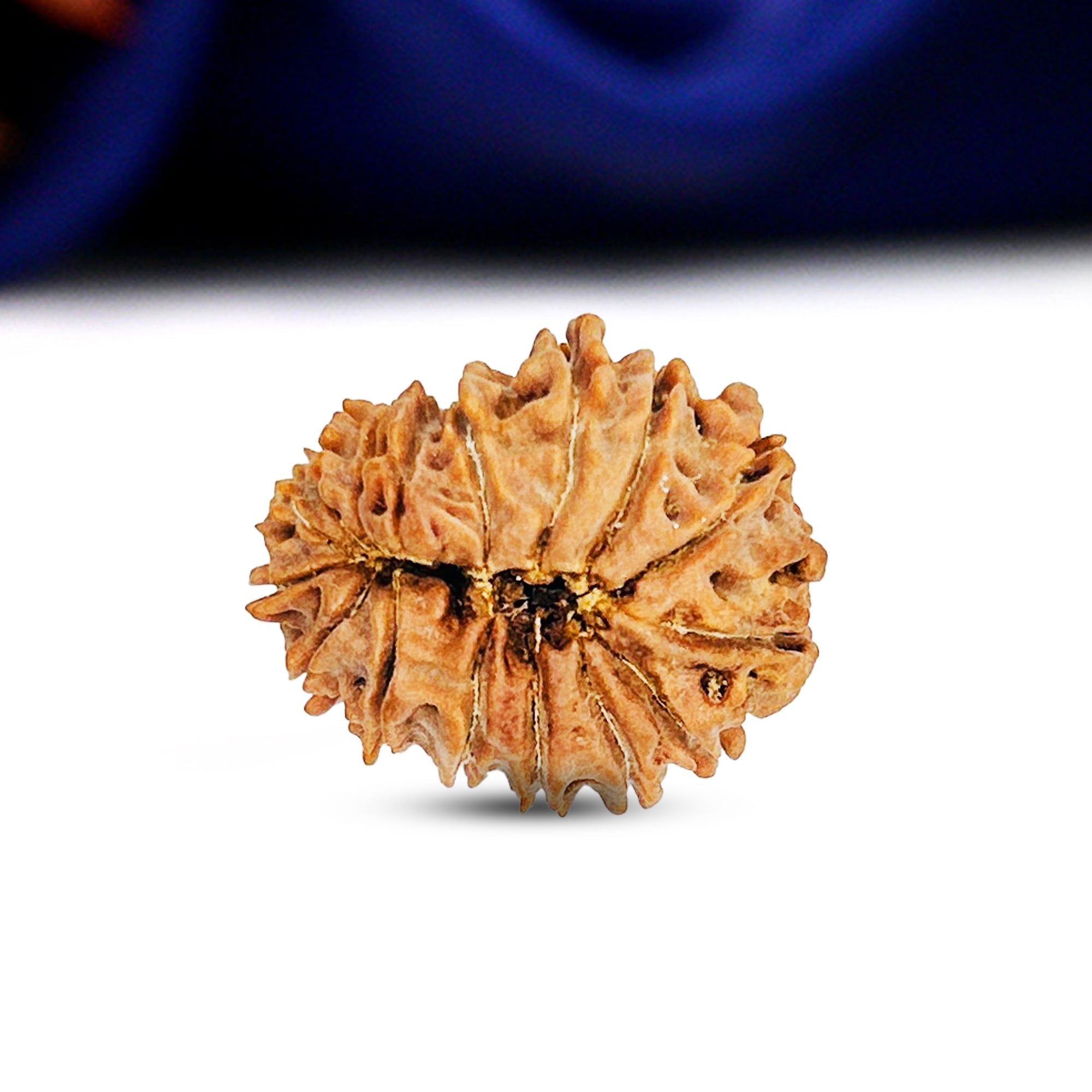 16 Mukhi Rudraksha (Nepali) - Medium