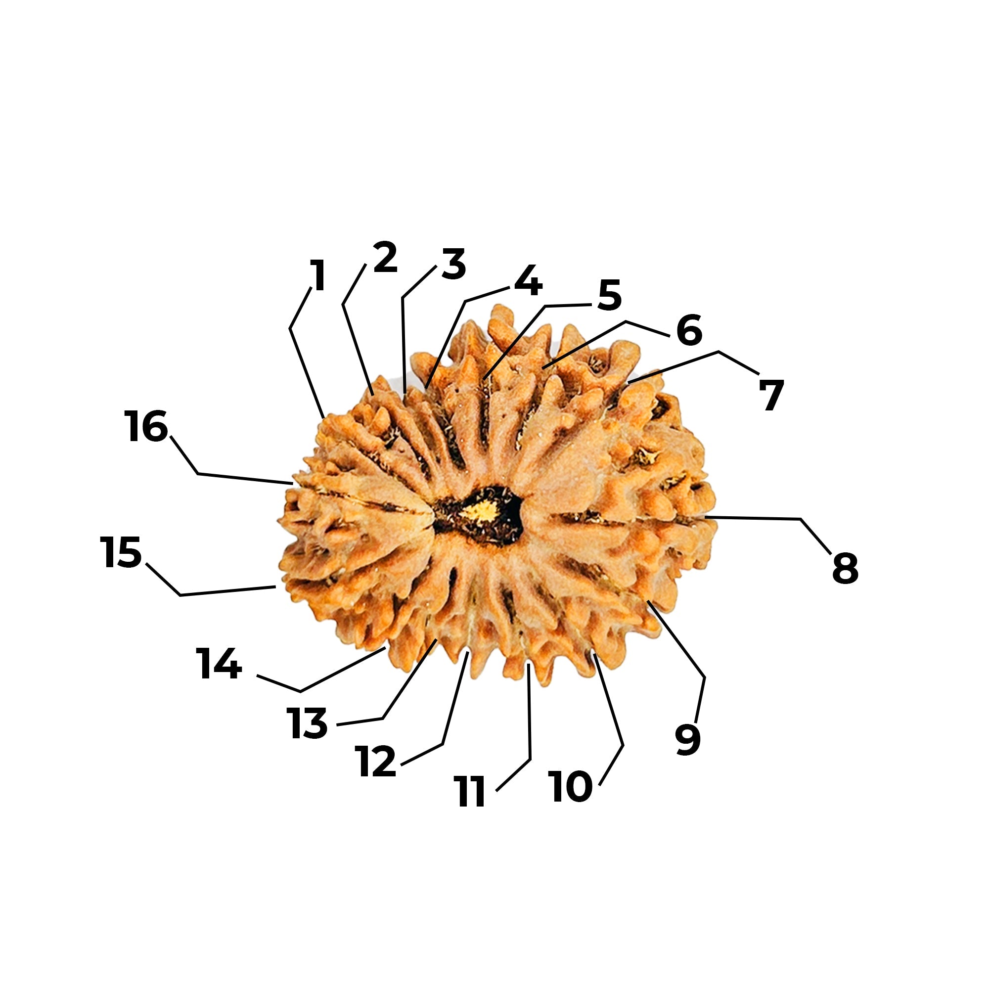 16 Mukhi Rudraksha (Nepali) - Collector