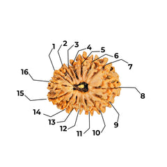 16 Mukhi Rudraksha (Nepali) - Collector