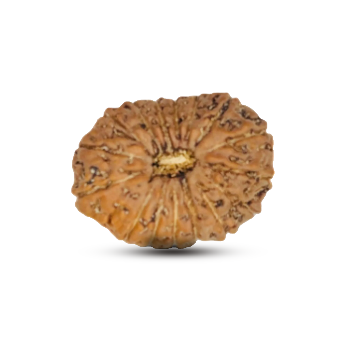 16 Mukhi Rudraksha (Indonesian)