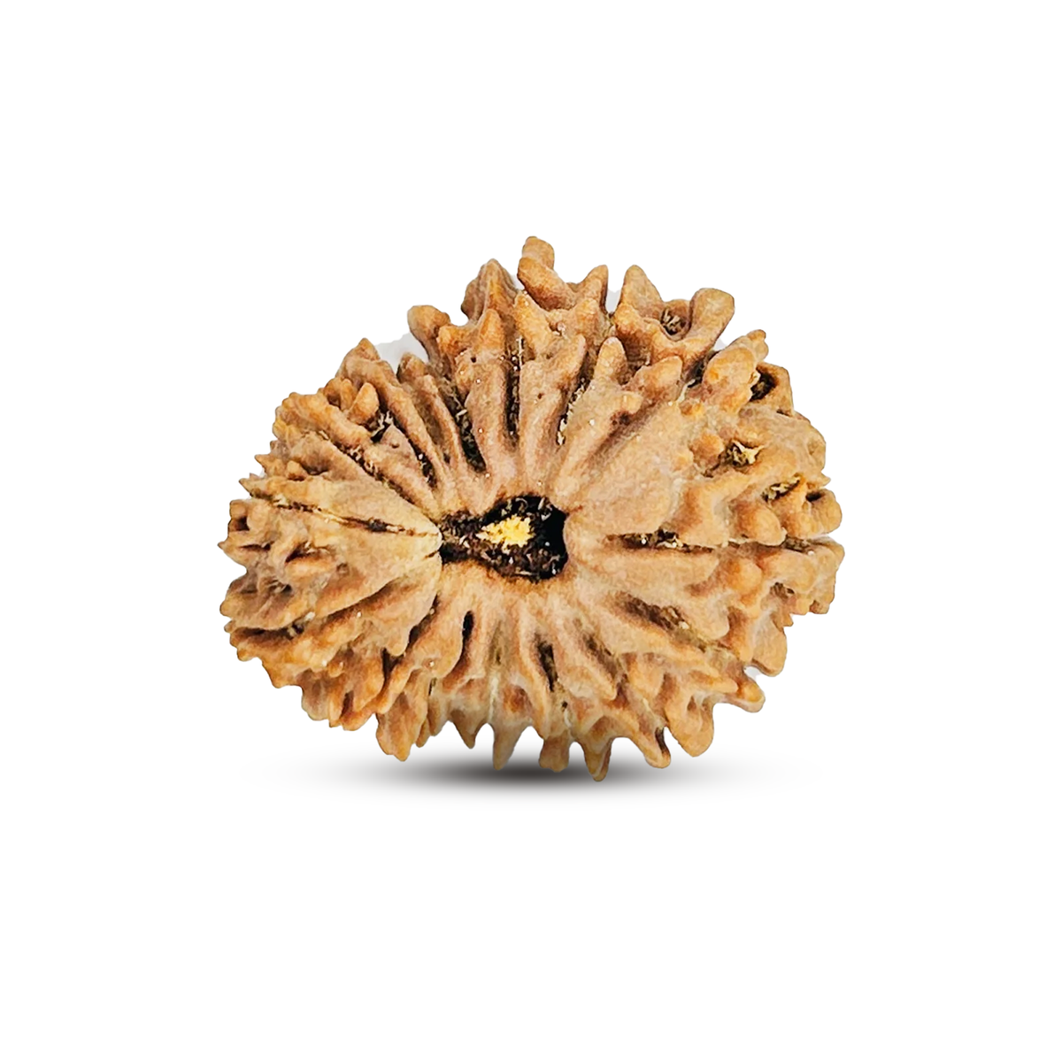 16 Mukhi Rudraksha (Nepali) - Medium