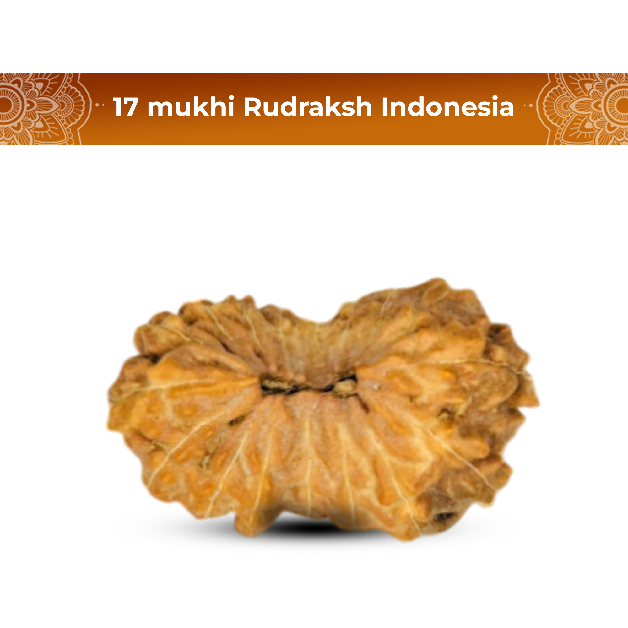 17 Mukhi Rudraksha (Indonesian)