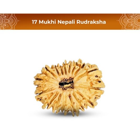 17 Mukhi Rudraksha (Nepali) - Medium