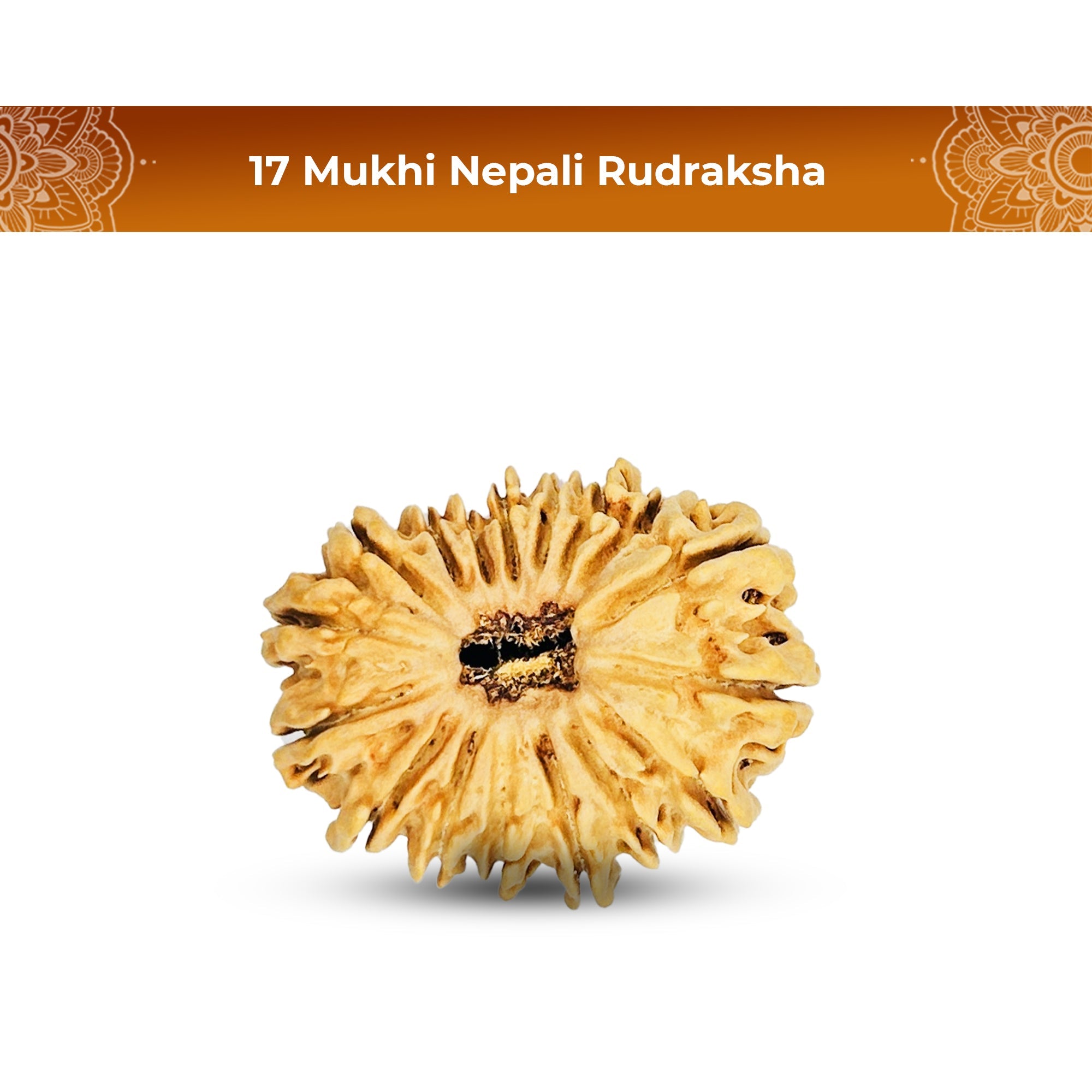 17 Mukhi Rudraksha (Nepali) - Regular