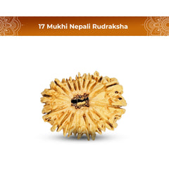 17 Mukhi Rudraksha (Nepali) - Regular