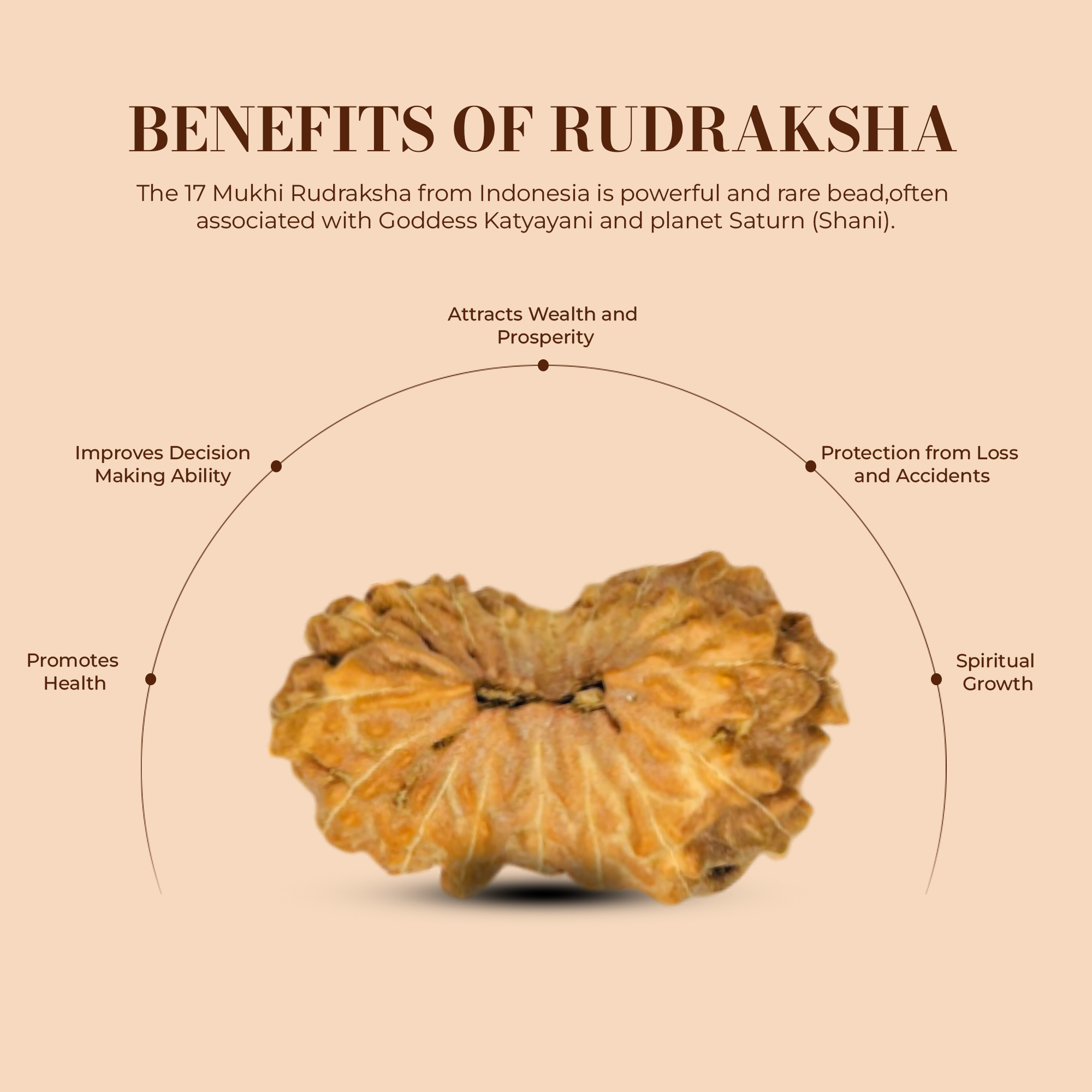 17 Mukhi Rudraksha (Indonesian)