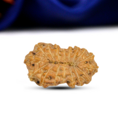 17 Mukhi Rudraksha (Indonesian)