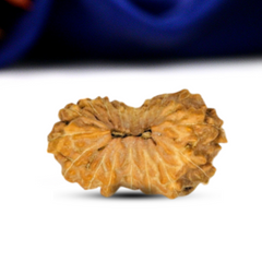 17 Mukhi Rudraksha (Indonesian)