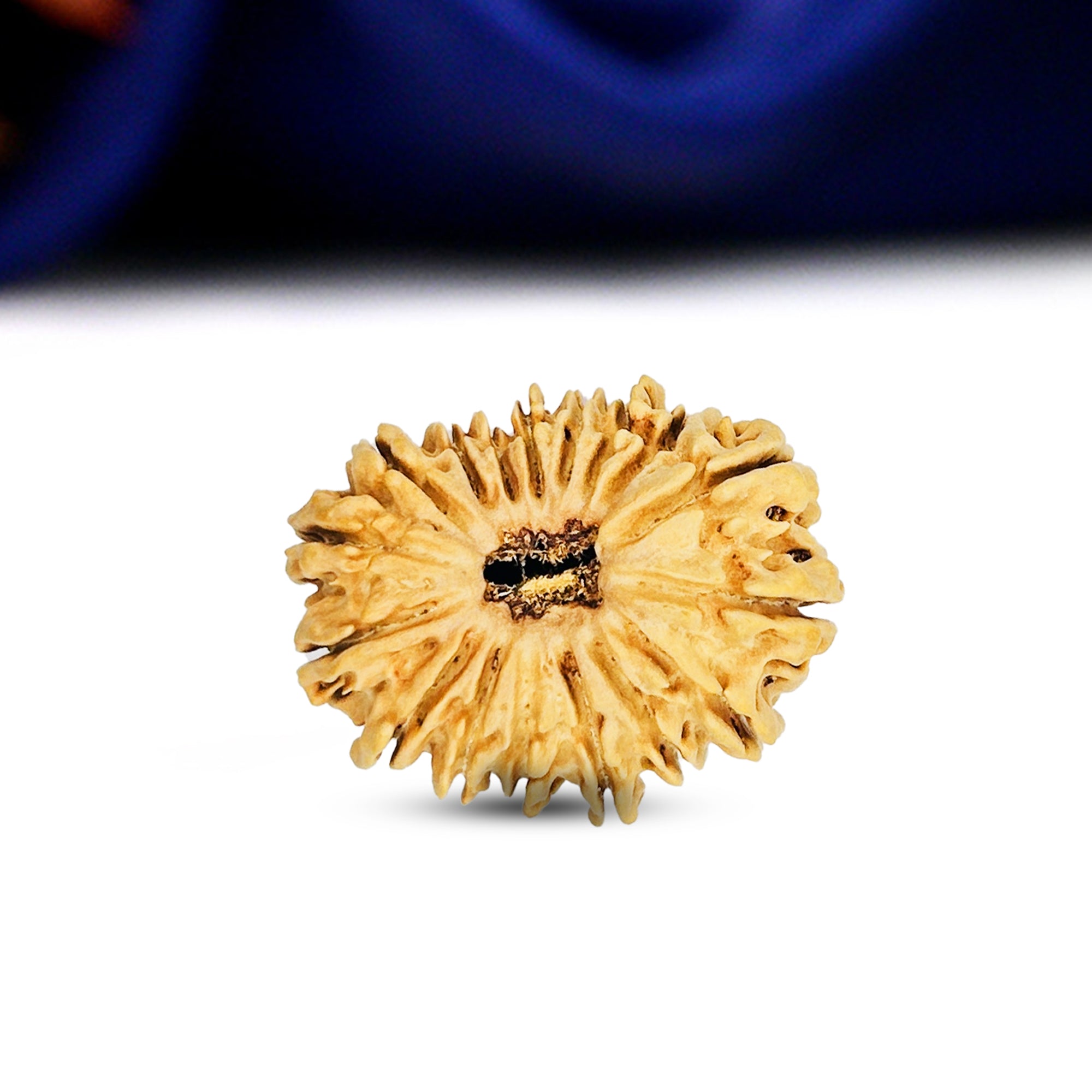 17 Mukhi Rudraksha (Nepali) - Collector