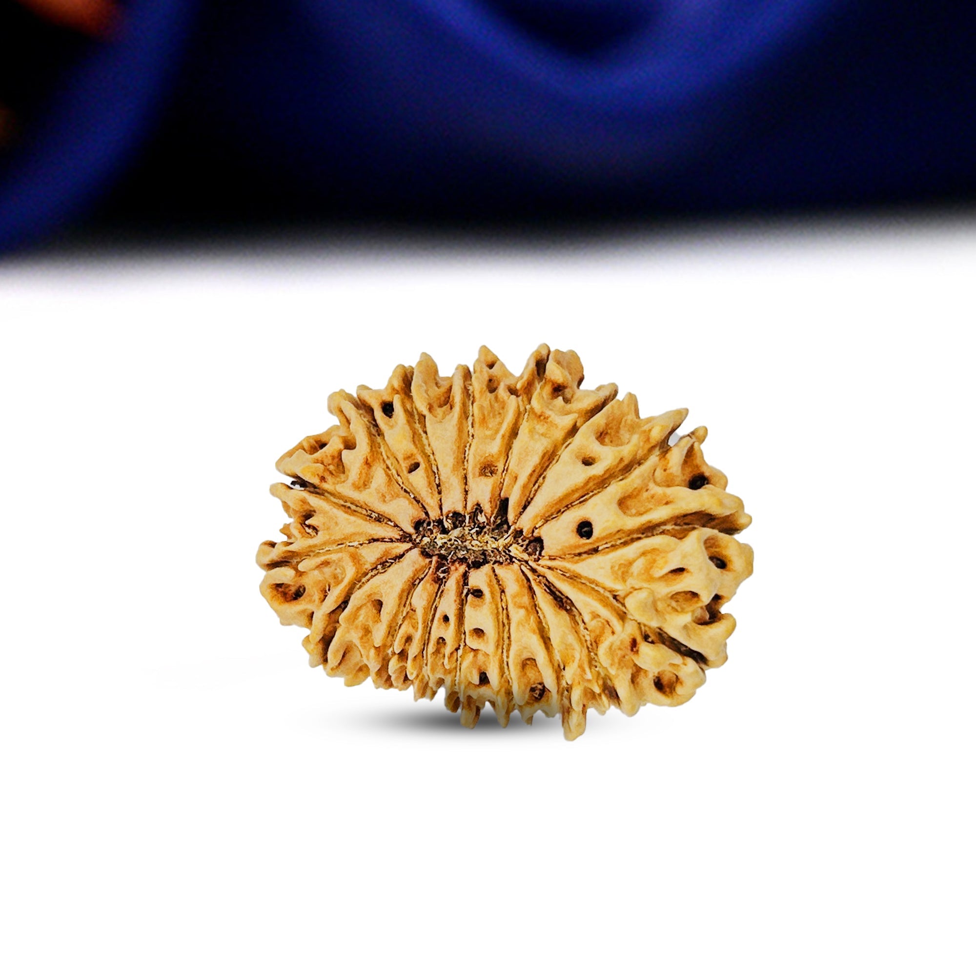 17 Mukhi Rudraksha (Nepali) - Super Collector