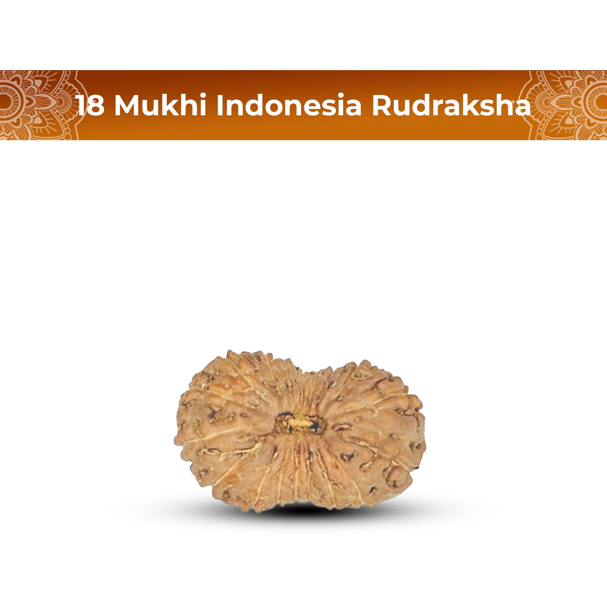 18 Mukhi Rudraksha (Indonesian)