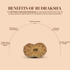 18 Mukhi Rudraksha (Indonesian)